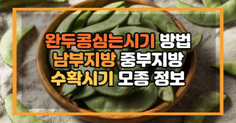 완두콩심는시기