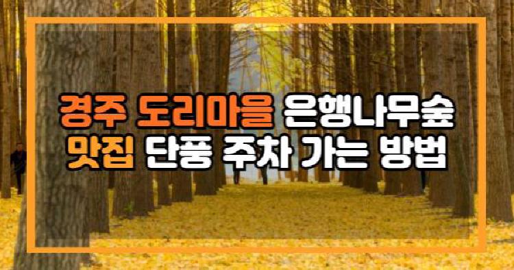 경주 도리마을 은행나무 숲