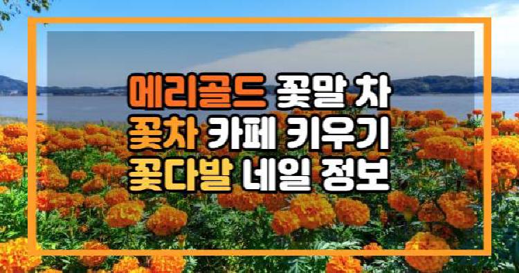 메리골드