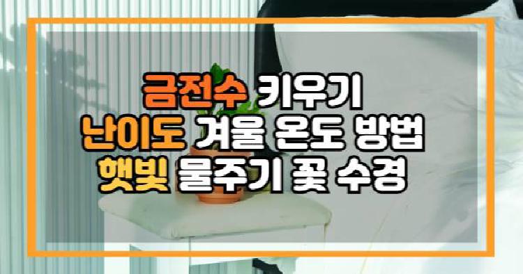 금전수