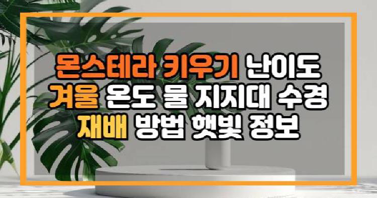 몬스테라 키우기