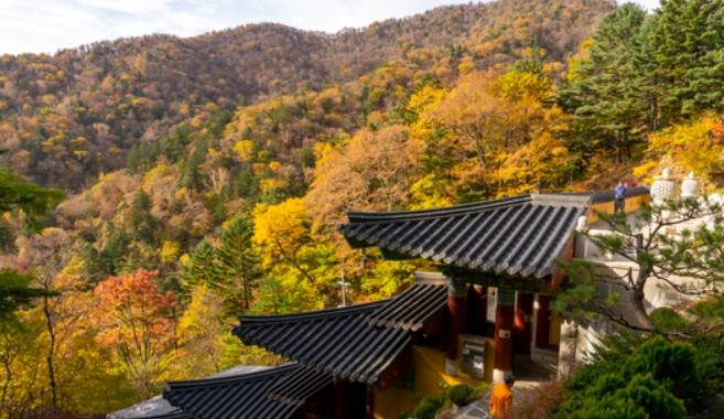 오대산 단풍