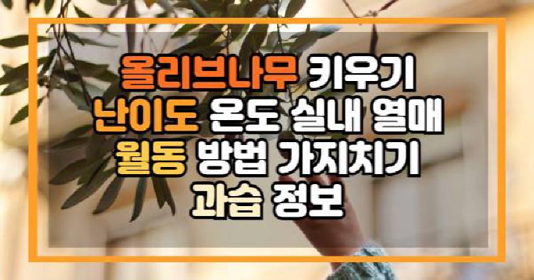 올리브나무 키우기