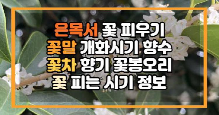 은목서