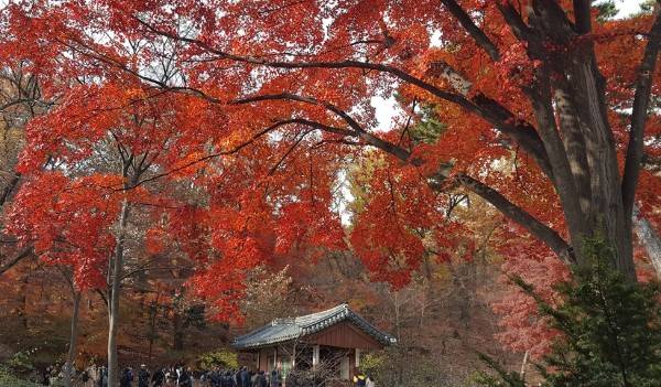 서울 단풍 명소