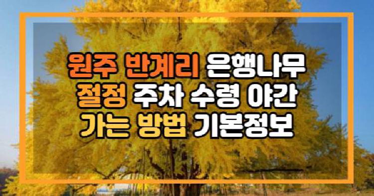 원주 반계리 은행나무