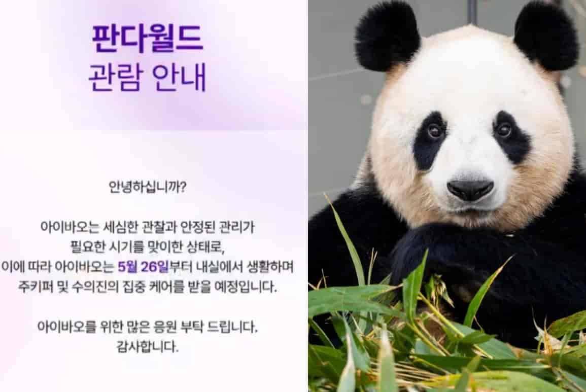 아이바오