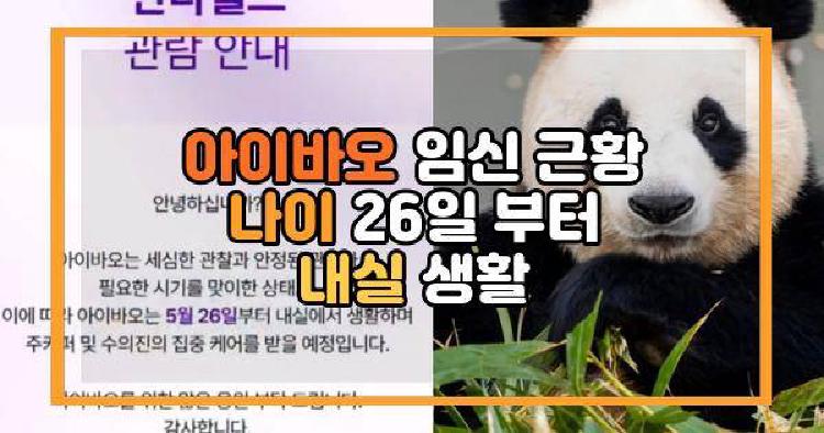 아이바오 임신 근황 나이 26일 부터 내실 생활