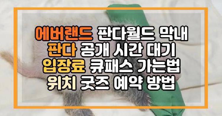 에버랜드 판다월드 막내 판다 공개 시간 대기 입장료 큐패스 가는법 위치 굿즈 예약 방법