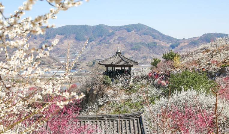 광양 매화축제
