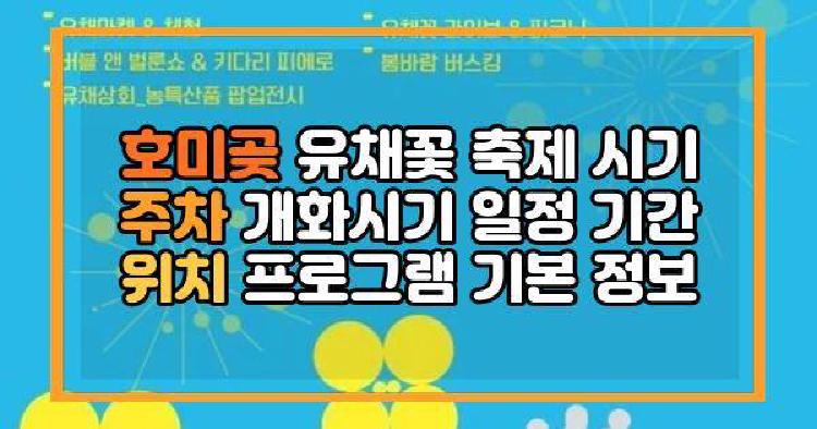 호미곶 유채꽃