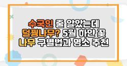 수국인 줄 알았는데 덜꿩나무? 5월 하얀 꽃 나무 구별법과 명소 추천