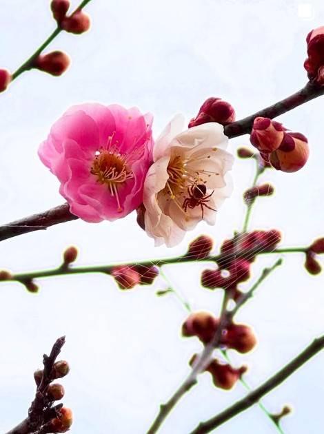 진주 매화숲