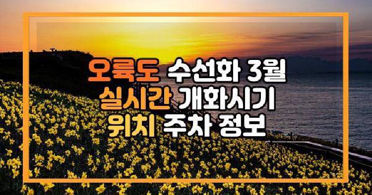 오륙도 수선화