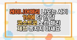 레이니어체리 나오는 시기 1년에 단 한 달 코스트코 노란 체리 제철 놓치지 마세요
