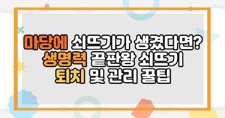 쇠뜨기 마당에