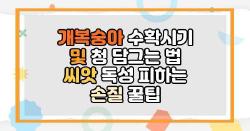 개복숭아 수확시기 및 청 담그는 법 씨앗 독성 피하는 손질 꿀팁