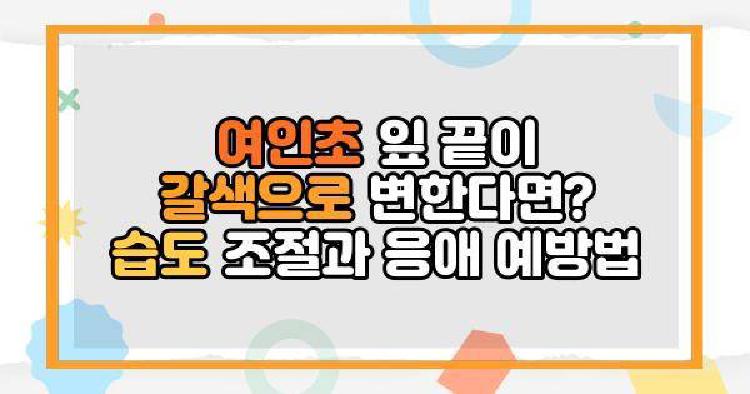 여인초 잎